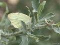 Pieris brassicae (Büyük Beyazmelek)