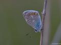 Polyommatus icarus (Çokgözlü Mavi)
