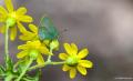 Callophrys mystaphia (Işgınzümrütü, Minikzümrüt)