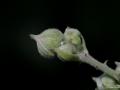 Celastrina argiolus (Kutsalmavi)