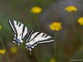 Papilio alexanor (Kaplan Kırlangıçkuyruk)