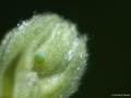 Celastrina argiolus (Kutsalmavi)