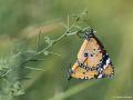 Danaus chrysippus (Sultan)