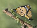 Danaus chrysippus (Sultan)