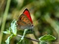 Lycaena thetis (Dağateşi)