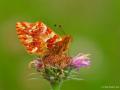 Boloria caucasica (Kafkas Menekşekelebeği)