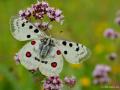 Parnassius apollo (Apollo)