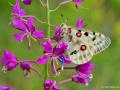 Parnassius apollo (Apollo)