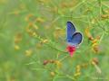 Plebejus christophi (Christoph