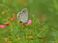 Plebejus christophi (Christoph