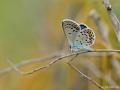 Plebejus christophi (Christoph