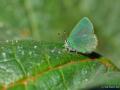 Callophrys mystaphia (Işgınzümrütü, Minikzümrüt)