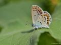 Plebejus christophi (Christoph