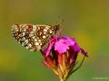 Melitaea aurelia (Güzel Amannisa)