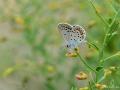 Plebejus christophi (Christoph