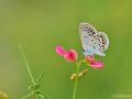 Plebejus christophi (Christoph