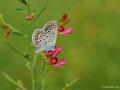 Plebejus christophi (Christoph