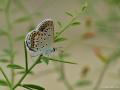 Plebejus christophi (Christoph