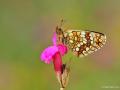 Melitaea aurelia (Güzel Amannisa)