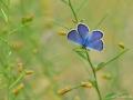 Plebejus christophi (Christoph