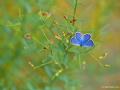 Plebejus christophi (Christoph