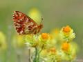 Boloria graeca (Balkan Menekşekelebeği)