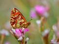 Boloria graeca (Balkan Menekşekelebeği)