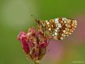 Melitaea aurelia (Güzel Amannisa)