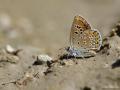 Polyommatus alcedo (Acem Çokgözlüsü)