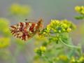 Boloria graeca (Balkan Menekşekelebeği)